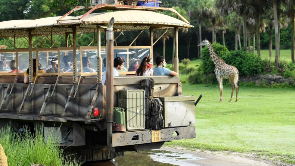 animal kingdom safari time