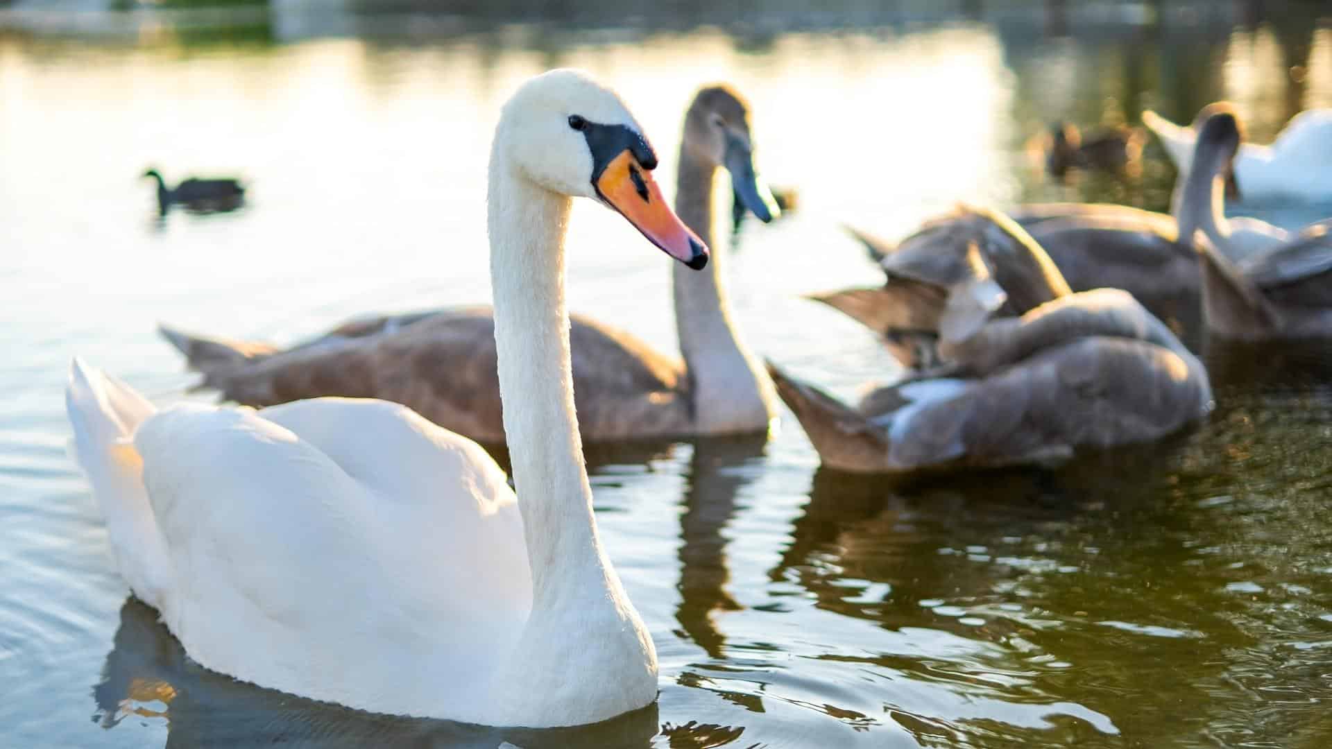 Feed the Swans at Lake Eola in Orlando