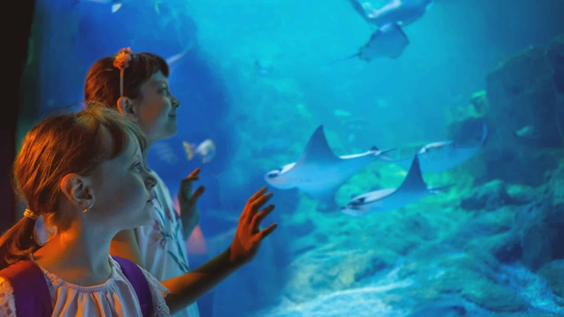 Sea Life Aquarium Orlando Florida