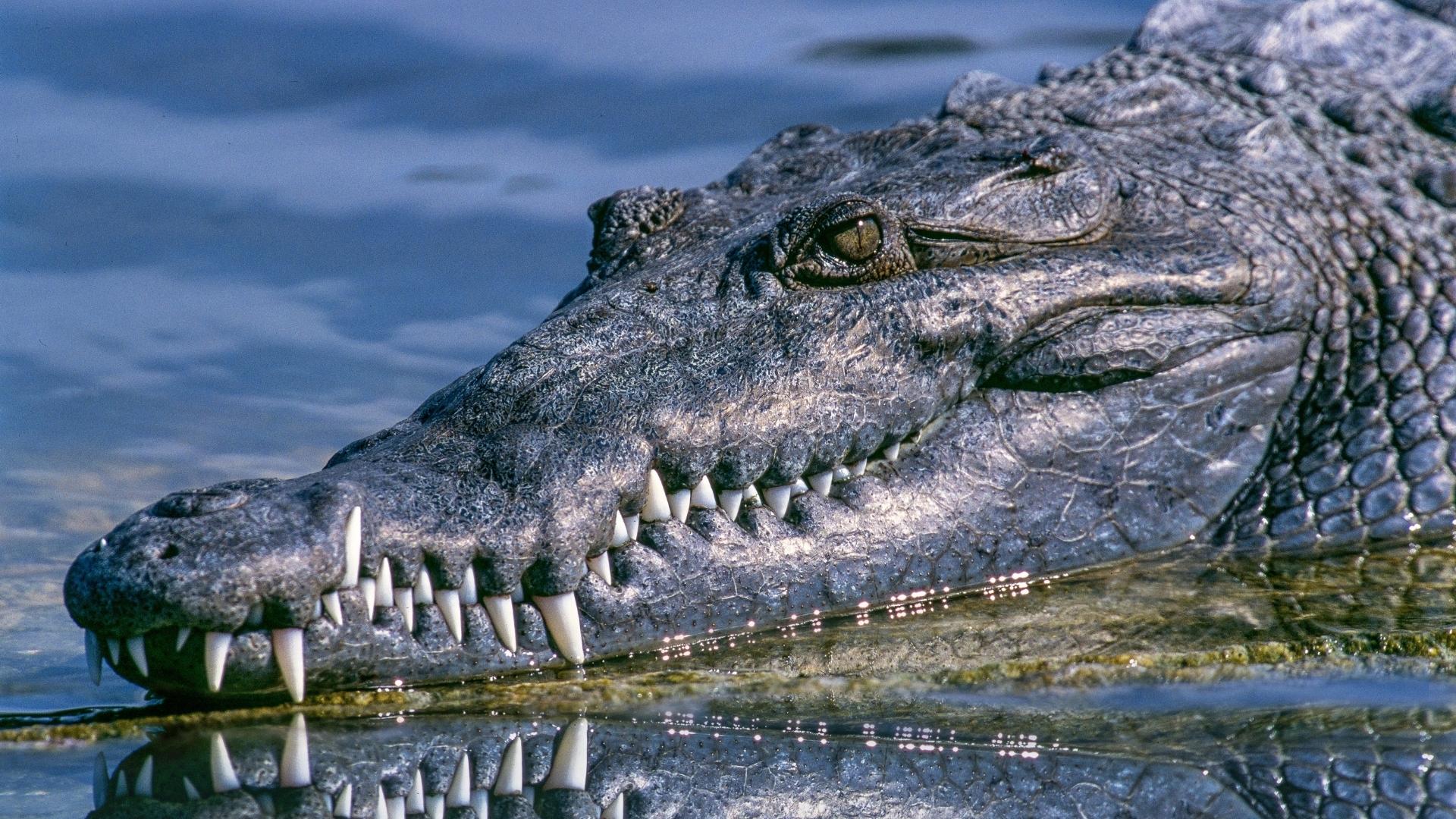 Alligator in Nature