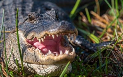 Where to See Alligators in Orlando