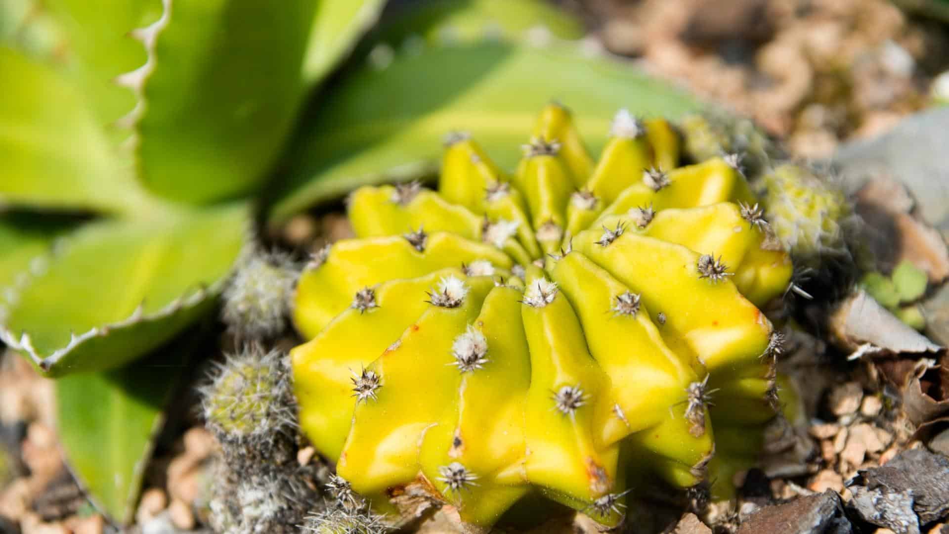 Cactus at Leu Gardens