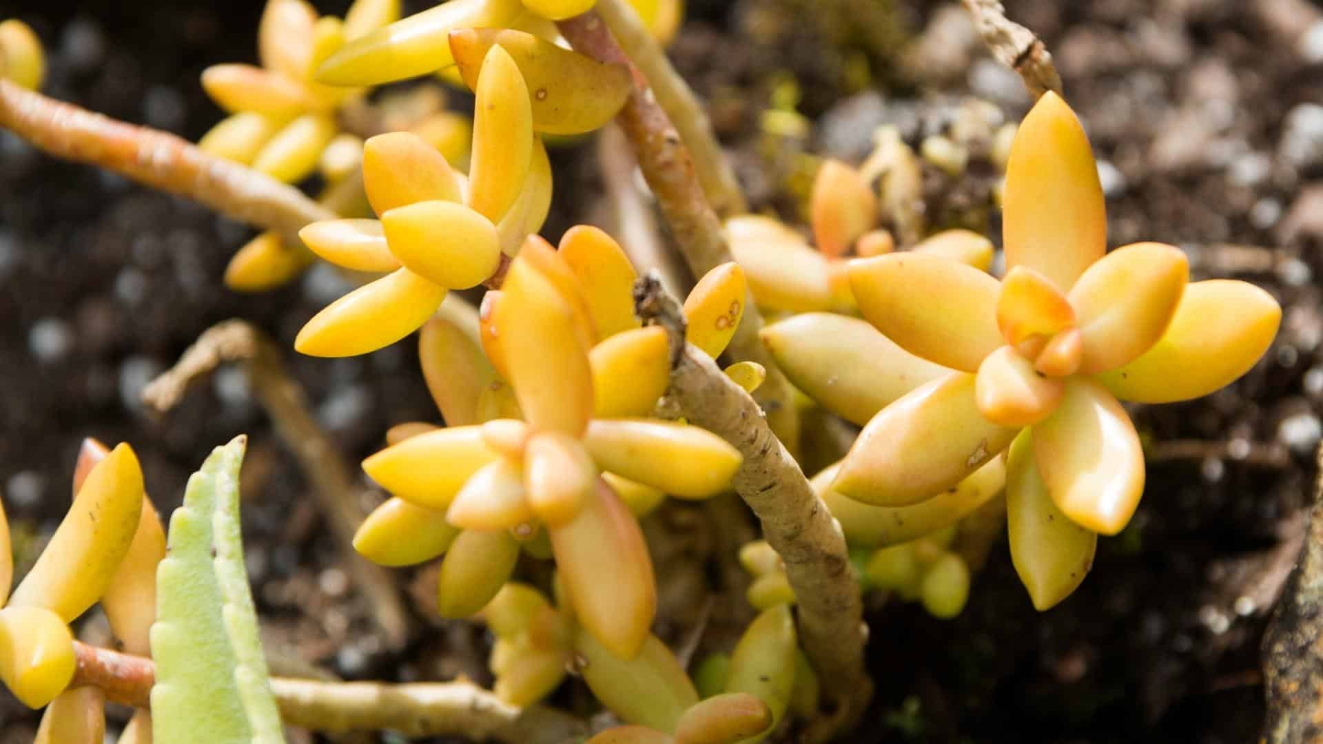 Yellow Cactus at Leu Gardens