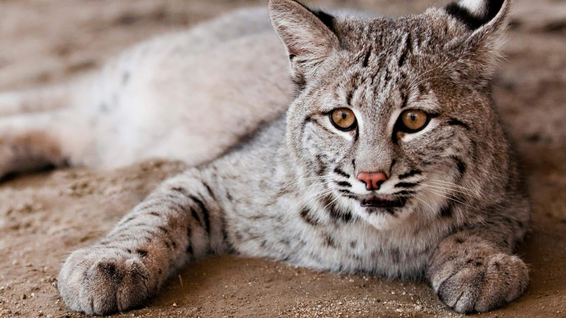 Back to Nature Wildlife Refuge in Orlando - Bobcats