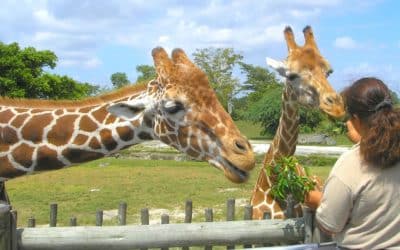 10 Best Zoos in Orlando: Discover the Wildlife