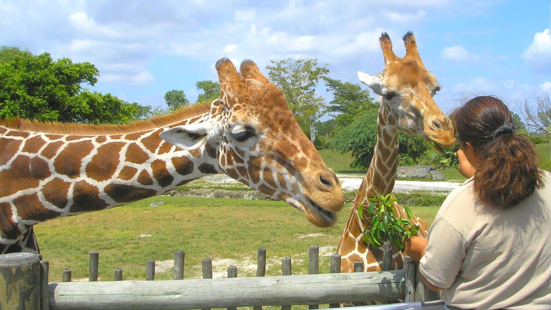 10 Best Zoos in Orlando Discover the Wildlife VillaKey