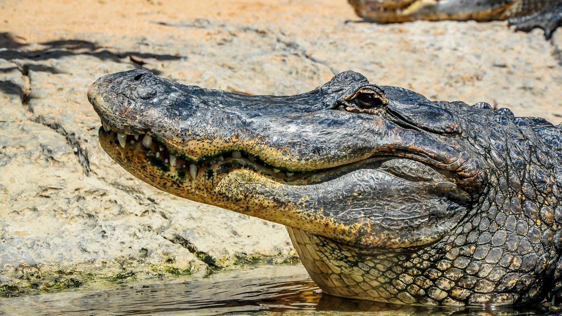 Gatorland in Orlando Florida Alligator - 10