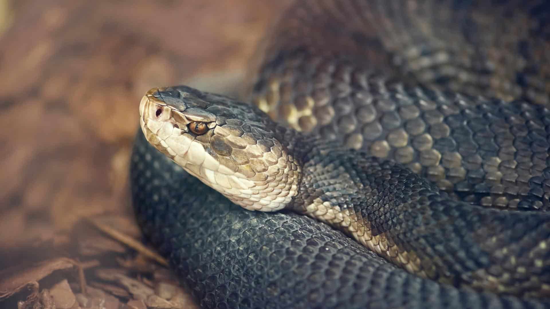 Reptile World Serpentarium - Orlando - Cottonmouth - 7
