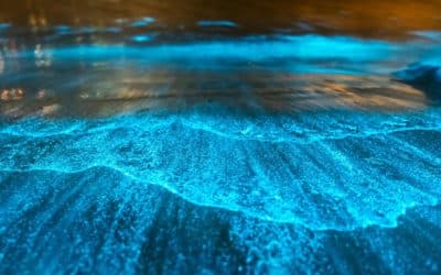 Bioluminescence Kayaking in Orlando: Discover the Magic