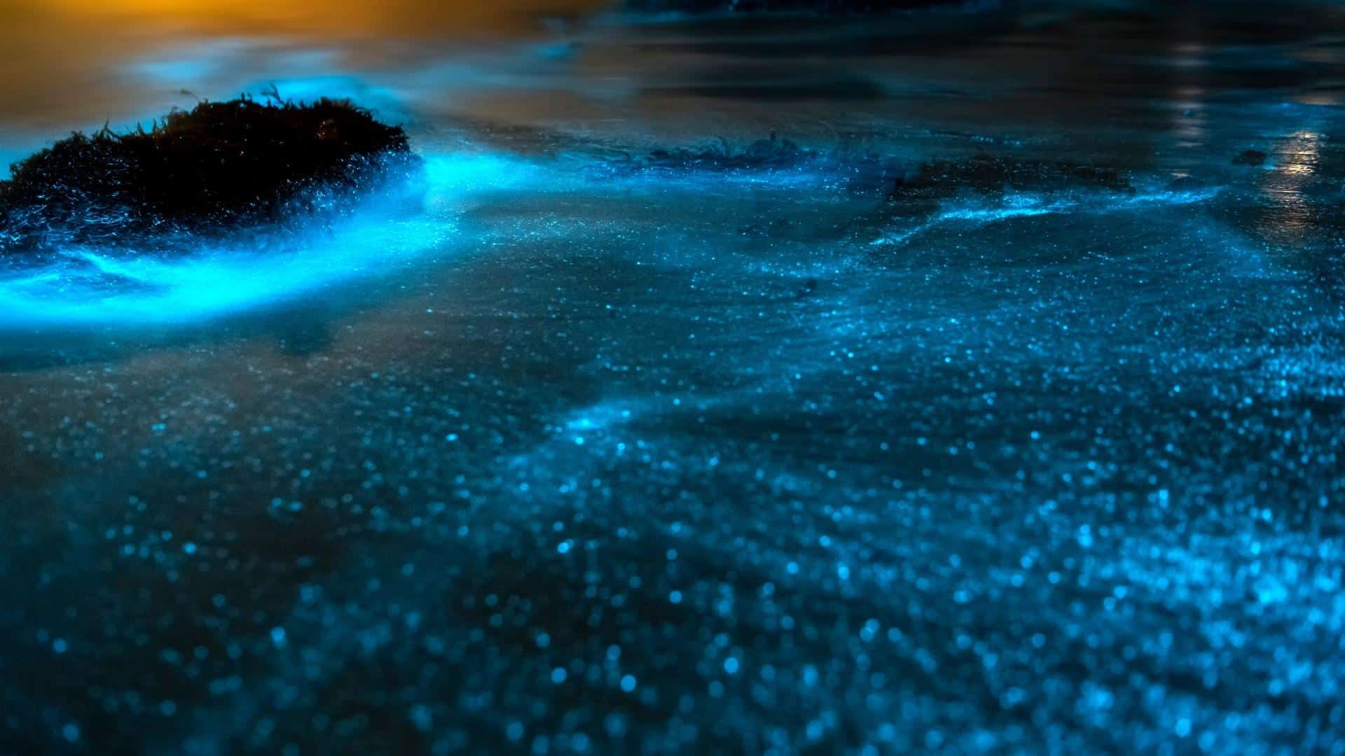 Bioluminescent Water Tours in Florida