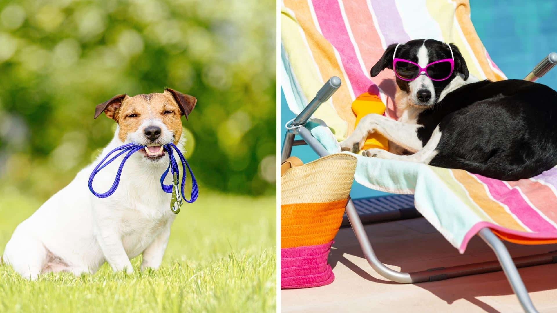 Consider Pet Friendly Amenities for Vacation Rental Owners