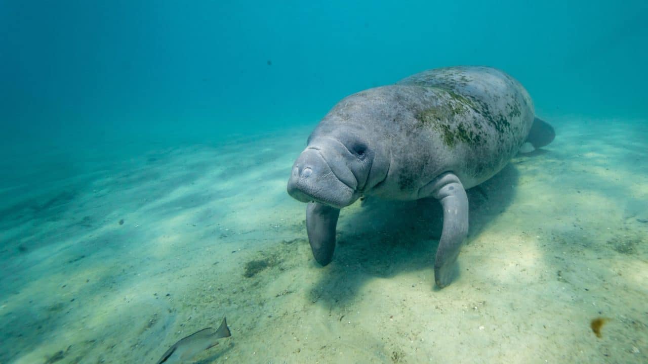 Stunning Places To See Manatees In Florida Near Orlando