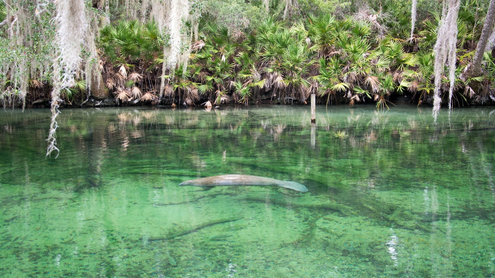 West Indian Manatee at Blue Spring State Park in Florida